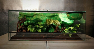 Terrarium szklane z leśnym wystrojem 80x40x40 cm.