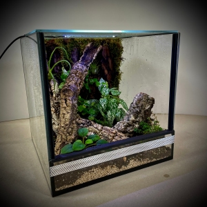 Terrarium szklane z leśnym wystrojem 30x30x30 cm.