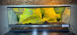 Terrarium szklane z pustynnym wystrojem 100x40x40 cm.