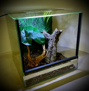 Terrarium szklane z leśnym wystrojem 30x30x30 cm.