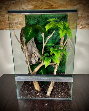 Terrarium szklane z leśnym wystrojem 40x40x60 cm.