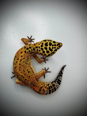Eublefar lamparci SAMICA Tangerine