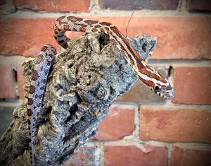 Młody wąż zbożowy