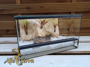Terrarium szklane z pustynnym wystrojem 50x30x30 cm.